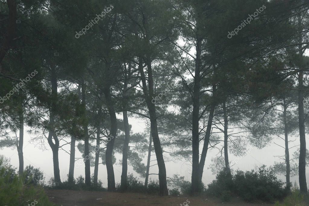 casarda