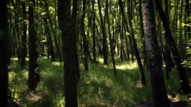İlk kişi gün ışığında Sweetgum ormanında Yürüyüş görünümü. Fethiye Muğla Türkiye'de bulunan sweetgum ormanı.