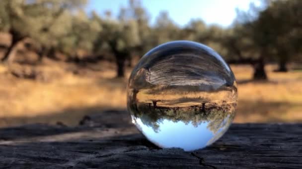 玻璃球在切树上 相机聚焦在它周围 在橄榄田旋转 — 图库视频影像