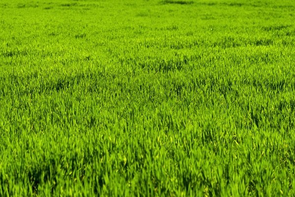 Textura del campo de cultivos . —  Fotos de Stock