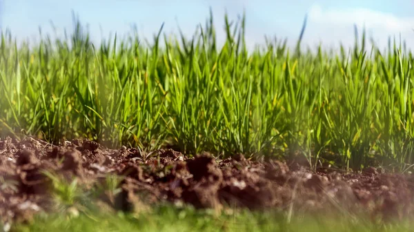 Ön planda toprak ile çim alanı.