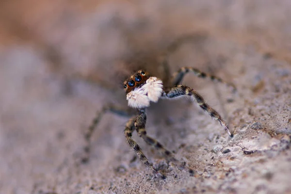 Close-up shot van een spin. — Stockfoto