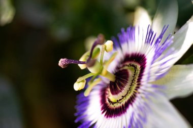 Passiflora çiçeğinin çekimini kapatın.