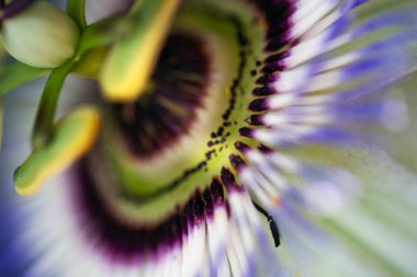 Passiflora çiçeğinin çekimini kapatın.