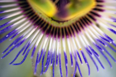 Passiflora çiçeğinin çekimini kapatın.