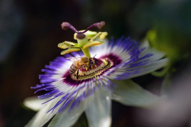 Passiflora çiçeğinin çekimini kapatın.
