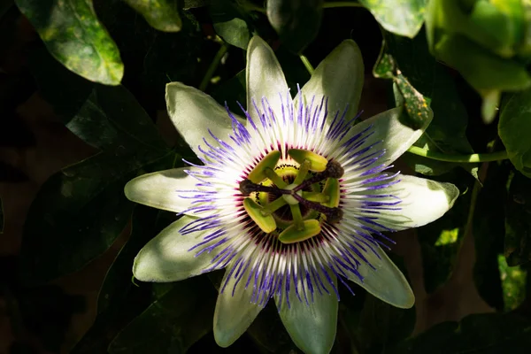 Passiflora çiçeğinin çekimini kapatın.