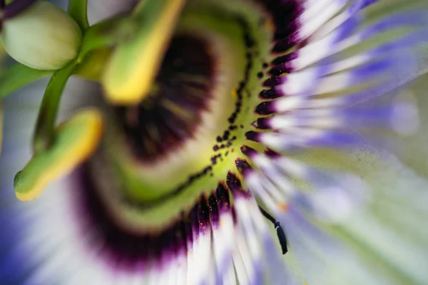 Tutup gambar dari bunga Passiflora . — Stok Foto