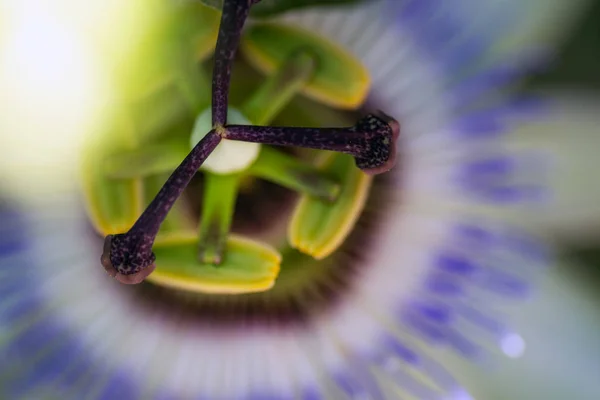 Close-up shot van een Passiflora bloem. — Stockfoto