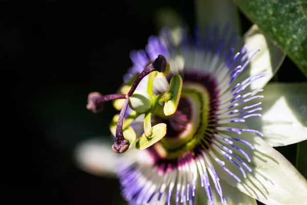 Close-up shot van een Passiflora bloem. — Stockfoto