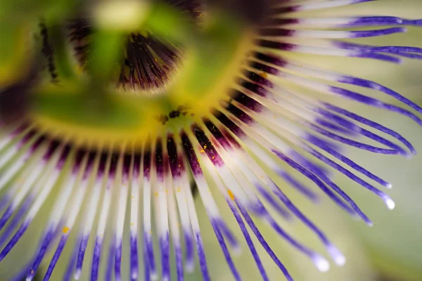 Close-up shot van een Passiflora bloem. — Stockfoto