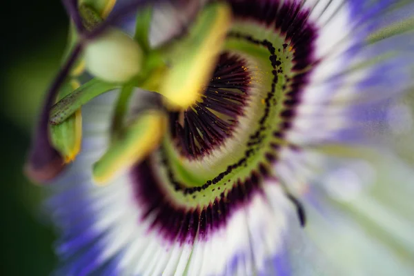 Nahaufnahme einer Passiflora-Blume. — Stockfoto