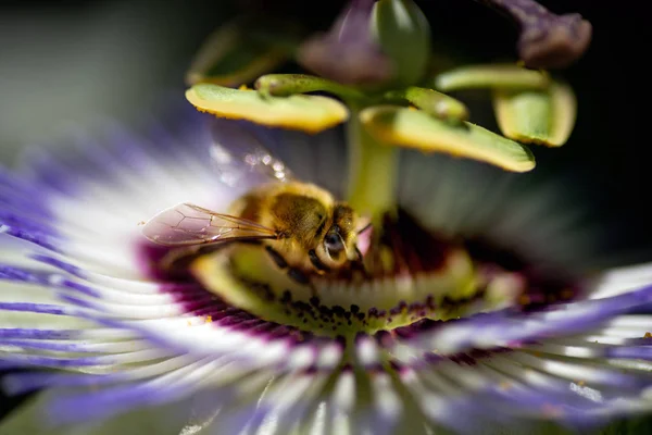 Primer plano de una flor de Passiflora . —  Fotos de Stock