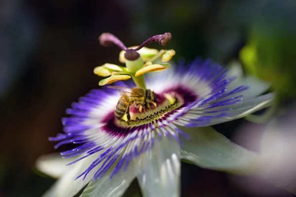Zavřít záběr květináč Passiflora. — Stock fotografie