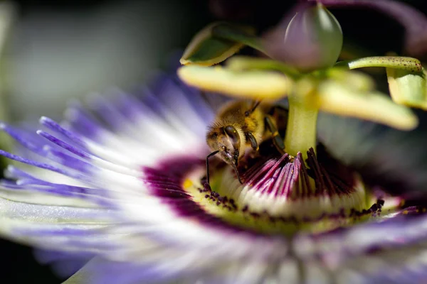 Zavřít záběr květináč Passiflora. — Stock fotografie