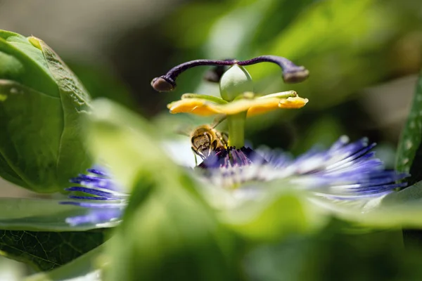 Feche o tiro de uma flor de Passiflora . — Fotografia de Stock