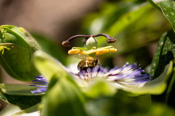 Feche o tiro de uma flor de Passiflora . — Fotografia de Stock