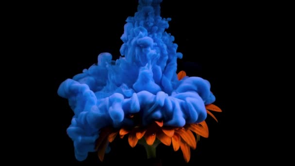 Orangefarbene Gerbera Gänseblümchen Blume Auf Schwarzem Hintergrund Und Blauer Acrylfarbe — Stockvideo