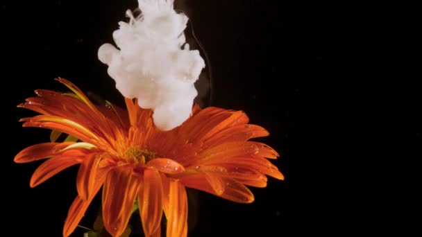 Orangefarbene Gerbera Daisy Blume Auf Schwarzem Hintergrund Und Weiße Acrylfarbe — Stockvideo