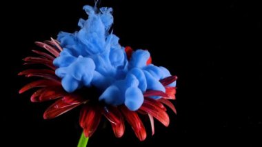 Siyah arka planda kırmızı renkli Gerbera Daisy çiçeği ve üzerine mavi akrilik boya püskürtüyor..