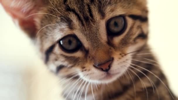 Portret Filmu Little Tabby Kitten Patrząc Kamerę — Wideo stockowe