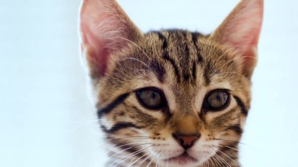 Footage portrait of a Little tabby kitten looking at camera. — Stock Footage Footage Portrait Little Tabby Kitten Looking Camera Stock Video