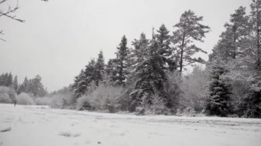 Snowing landscape footage with pine trees in winter season.