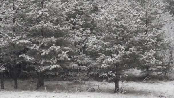 Nieva Imágenes Del Paisaje Con Pinos Temporada Invierno — Vídeo de stock