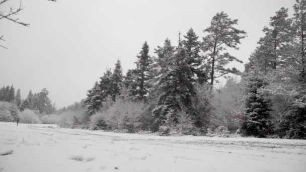 Imagens Paisagem Nevando Com Pinheiros Temporada Inverno — Vídeo de Stock