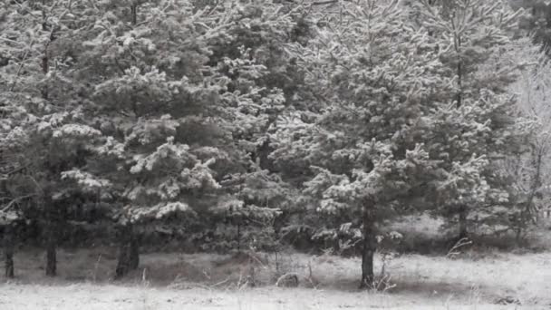 Het Sneeuwen Van Landschapsbeelden Met Dennenbomen Het Winterseizoen — Stockvideo