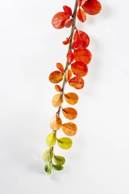 Bir dalda kırmızı turuncu ve yeşil yapraklar.