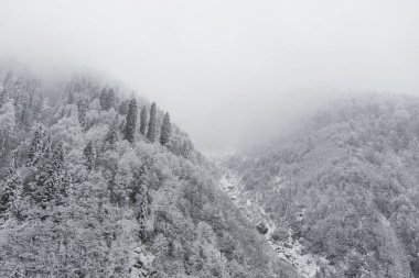 çam ağaçları ve kar