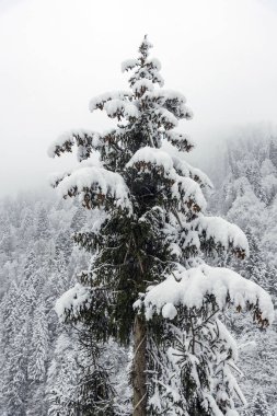 Karlı çam ağacı yakın atış.