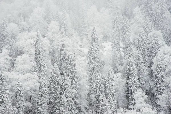 Pinos y nieve — Foto de Stock