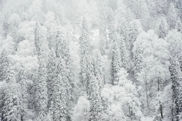 Pinos y nieve — Foto de Stock