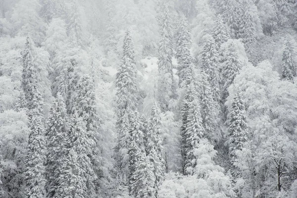 松树和雪 — 图库照片