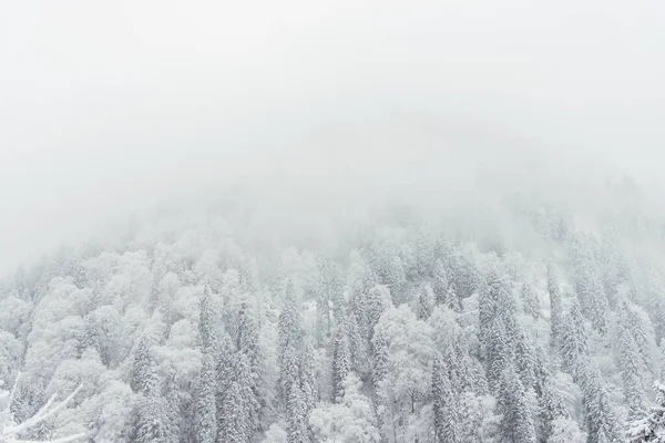 Pinos y nieve — Foto de Stock