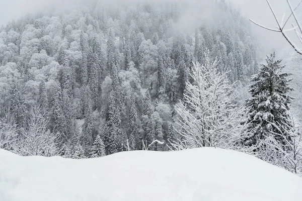 Pinos y nieve — Foto de Stock