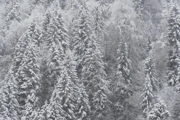 Pinos y nieve — Foto de Stock