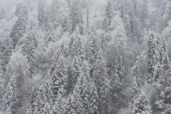 Kiefern und Schnee — Stockfoto