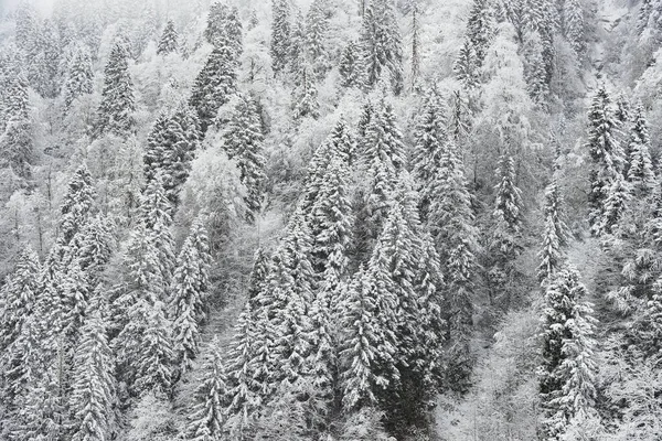 Pinos y nieve — Foto de Stock