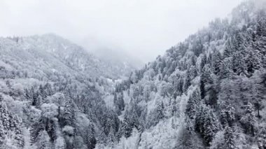 Tepelerdeki çam ağaçları kar fırtınası görüntülerinin altında. Camlihemsin Rize Türkiye 'de.
