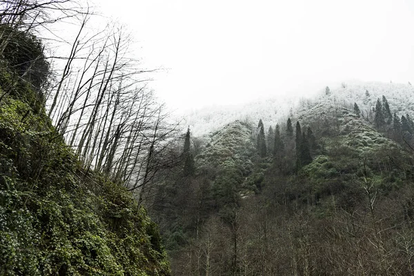 Зимова сцена з засніженими сосновими деревами, сухими листяними деревами і деякими грибами — стокове фото
