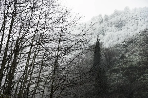 冬天的景象，有白雪公主的松树，干枯的落叶树，还有一些石榴 — 图库照片