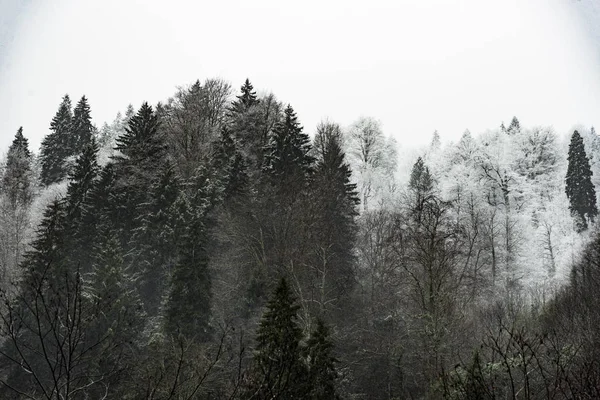 Escena de invierno con pinos nevados, árboles de hojas secas y algunos gr — Foto de Stock