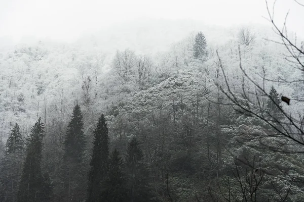 冬天的景象，有白雪公主的松树，干枯的落叶树，还有一些石榴 — 图库照片
