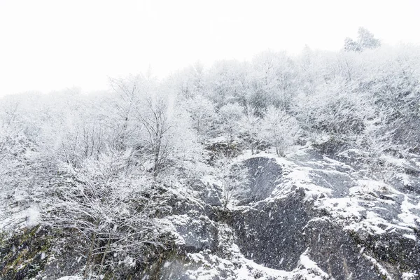 Schneelandschaft mit schneebedeckten Bäumen und Felsen. — Stockfoto