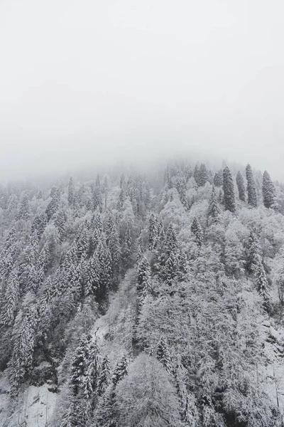 Panorama delle colline innevate con pini . — Foto Stock