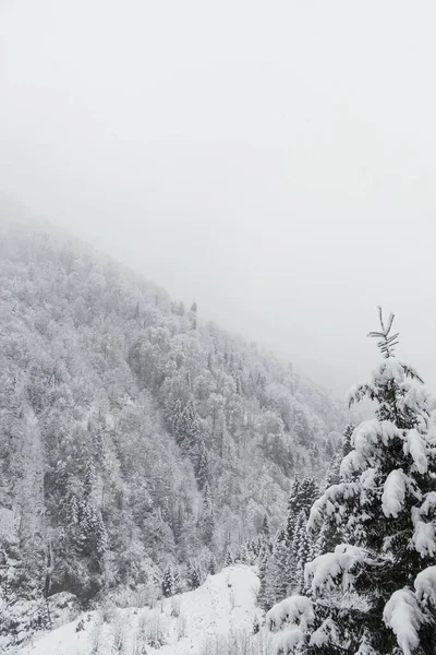 Landschaft Blick auf schneebedeckte Hügel mit Kiefern. — Stockfoto