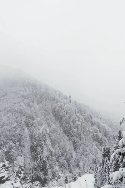 Panorama delle colline innevate con pini . — Foto Stock